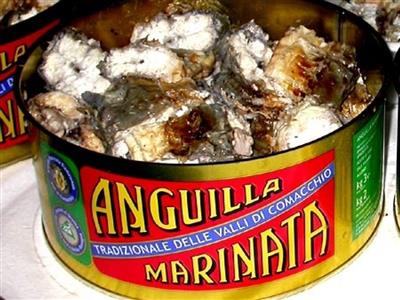 Anguilla marinata